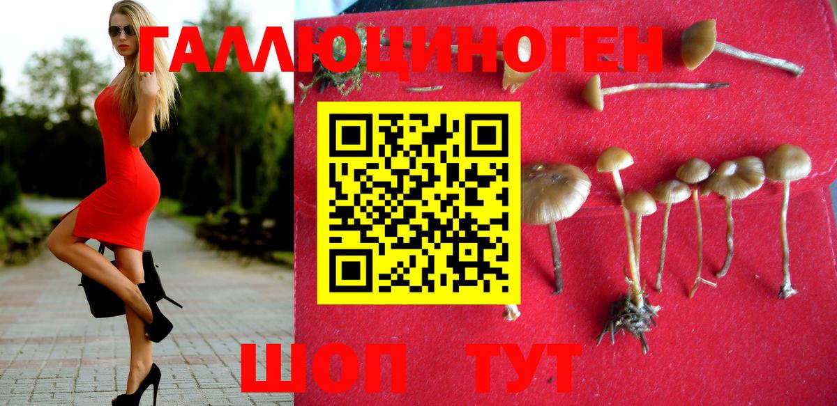 Псилоцибиновые грибы Psilocybe Ачинск